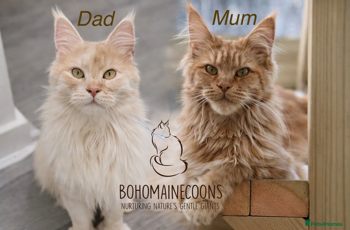 Maine Coon cats TICA Registered Red Maine coons  - Advert 3