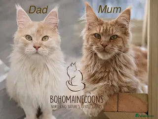 Maine Coon cats TICA Registered Red Maine coons - Advert 3