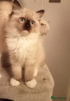 Ragdoll cats - Advert 7