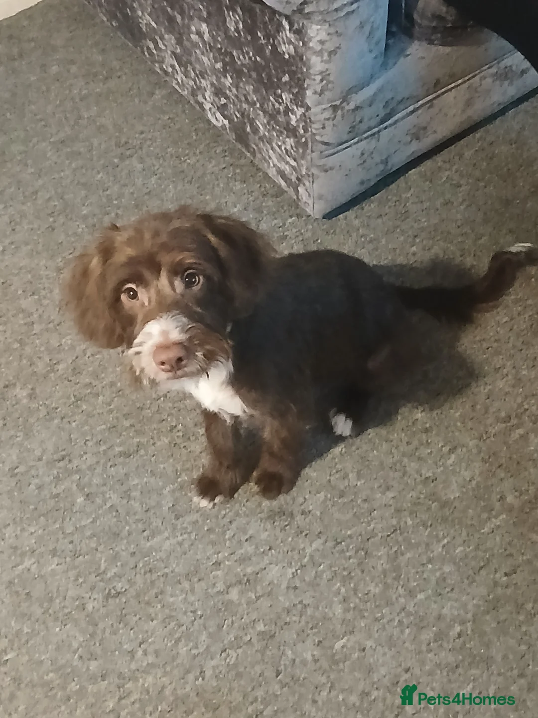 Mixed Breed dogs for sale: Bailey - Advert 2