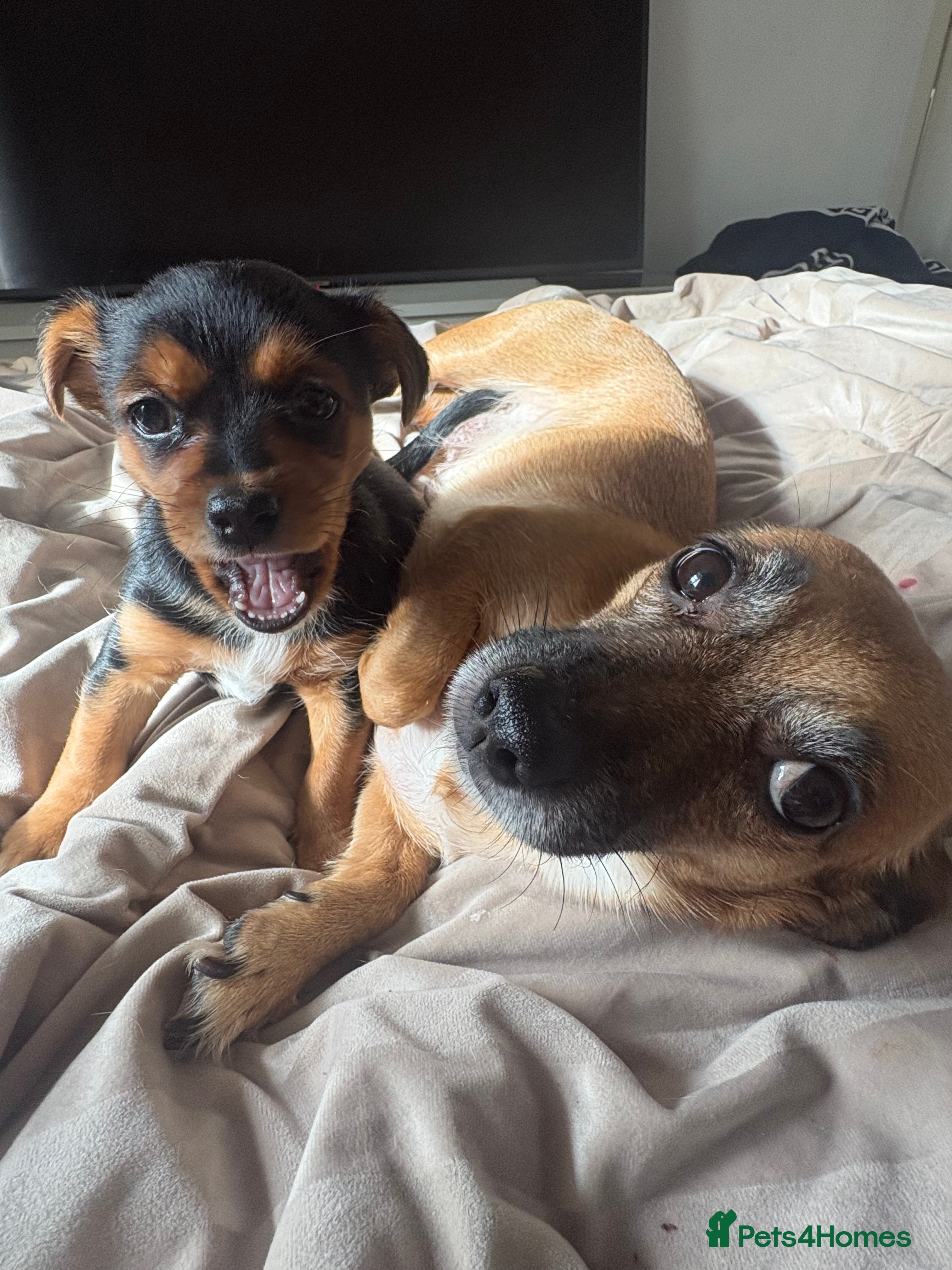 Jack Chi dogs Jack Russell Chihuahua Puppy🐾 - Advert 7