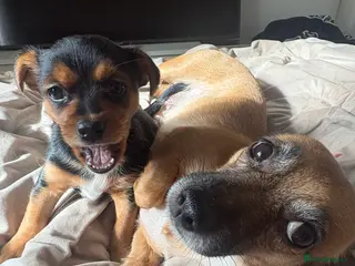 Jack Chi dogs Jack Russell Chihuahua Puppy🐾 - Advert 1