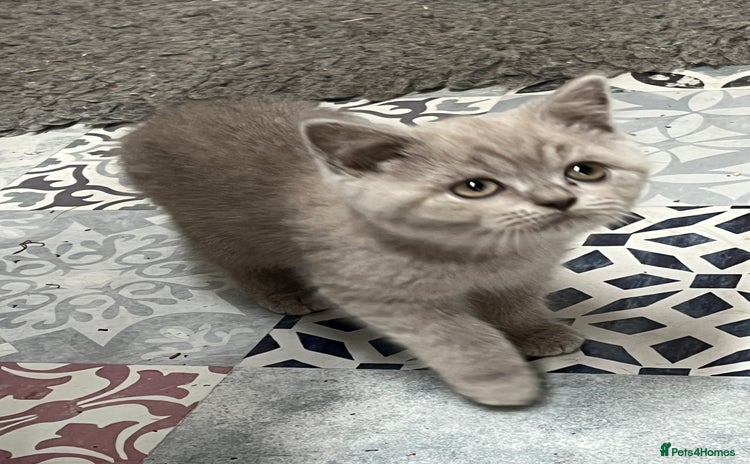 British Shorthair cats - Advert 12