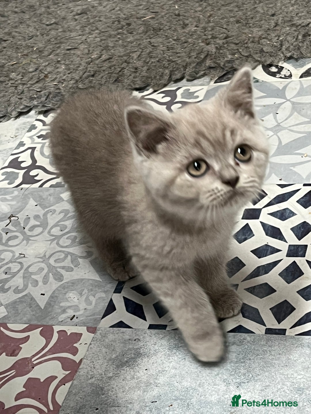 British Shorthair cats for sale: Gorgeous Pure British Shorthaired Kittens  - Image 1