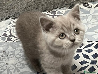 British Shorthair cats - Advert 7