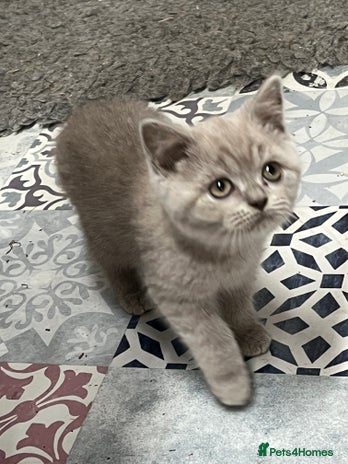 British Shorthair cats - Advert 16