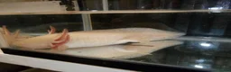 Other/Mixed Breed fish for sale: Axolotls in Paisley - Advert 2