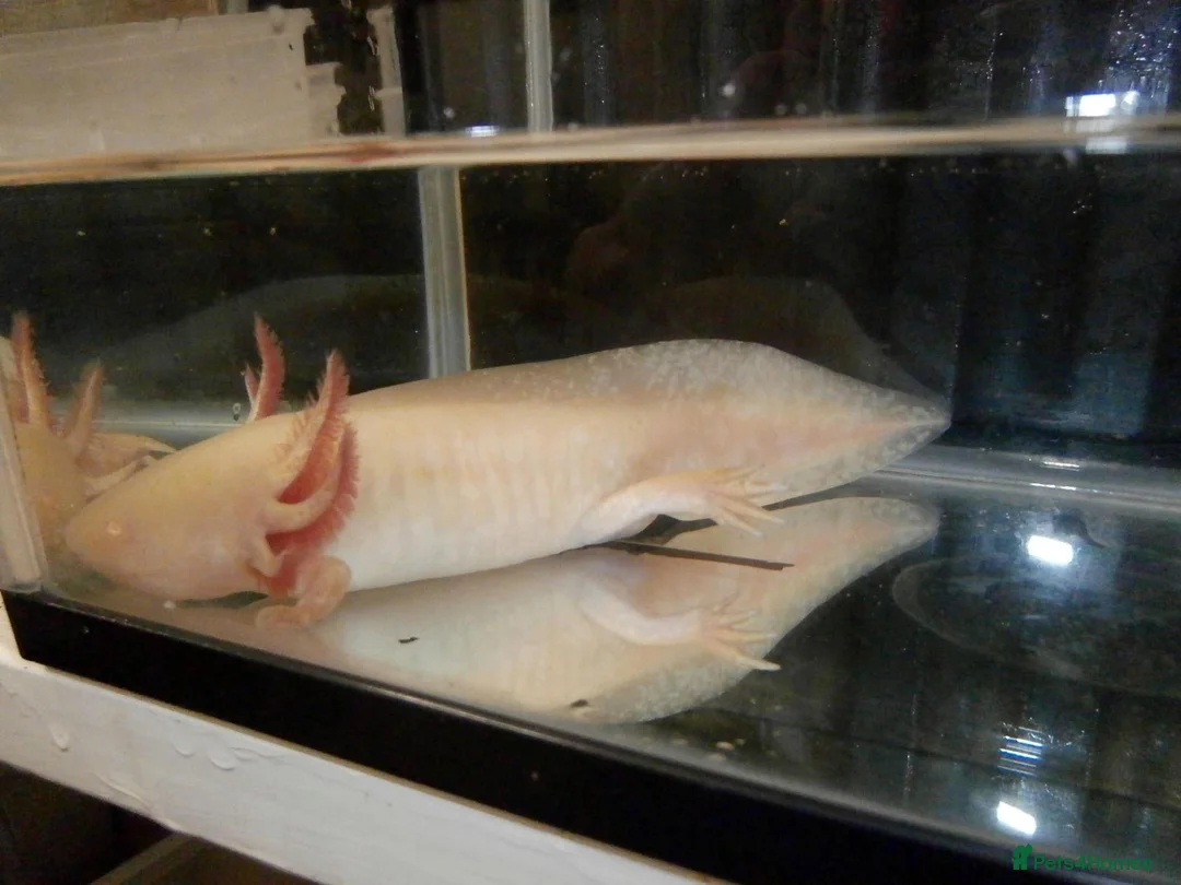 Other/Mixed Breed fish for sale: Axolotls in Paisley - Advert 2