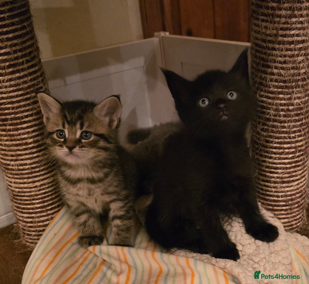 Maine Coon cats for sale: Maine Coon x British Shorthair kittens - Advert 6
