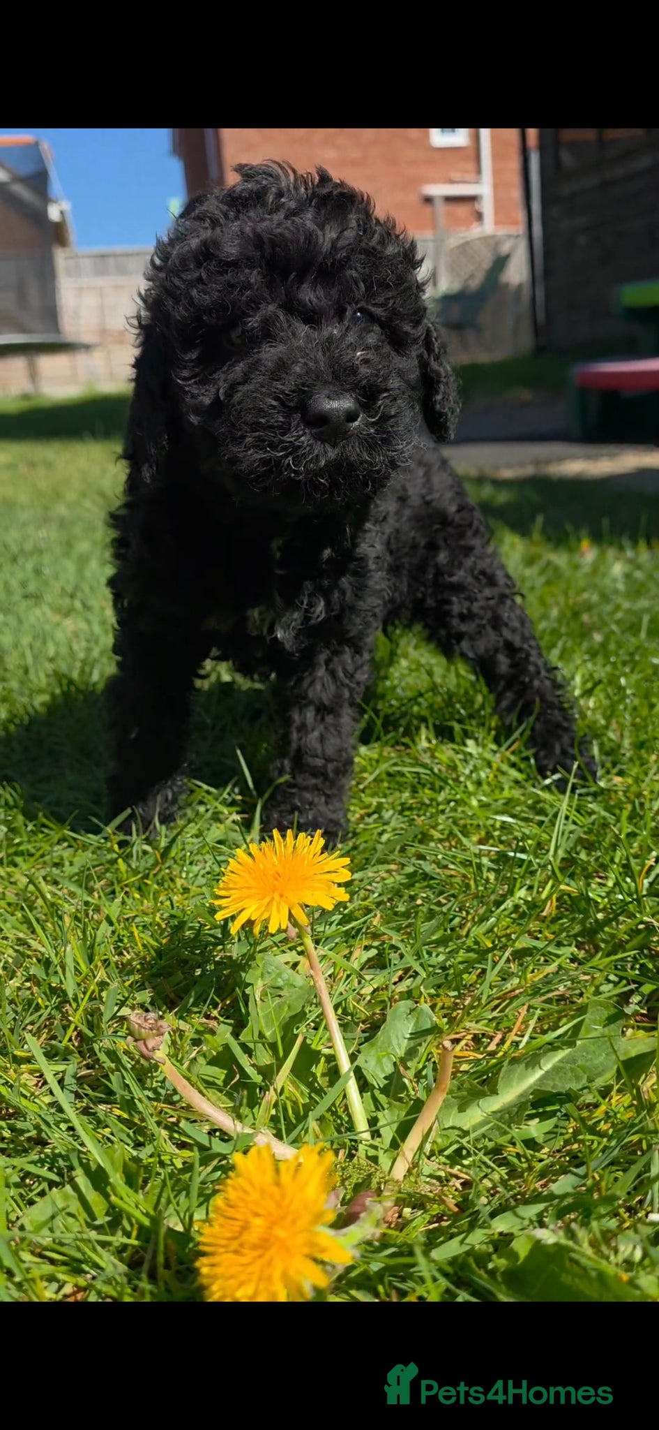 Mixed Breed dogs Miniature labradoodle cockapoo x bedlington  - Advert 2