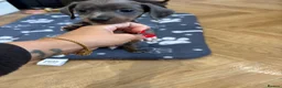 Dachshund dogs for sale: Dachshund Puppies - Advert 4