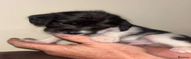 Sprocker 6