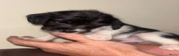 Sprocker dogs for sale: 7x Black and White Sprocker Spaniel pups in Hemel Hempstead - Advert 8