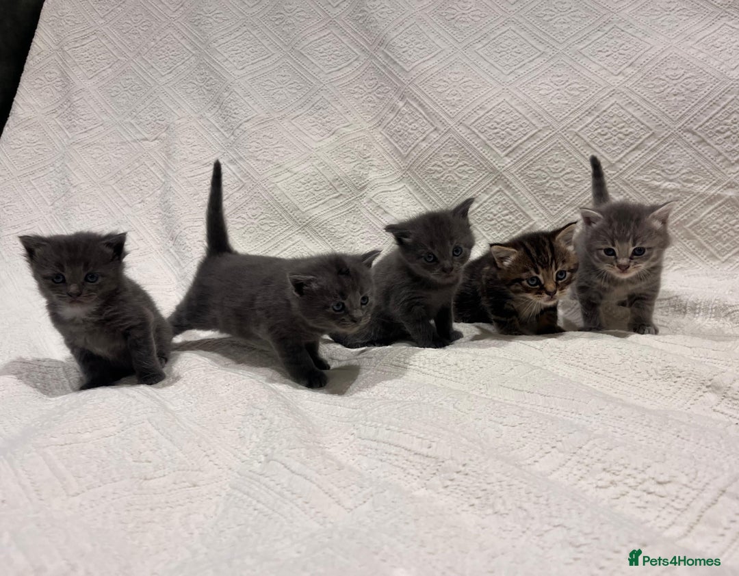 Maine Coon cats for sale: Maine coon x bsh. READY 14th BUT CAN HOLD - Advert 10