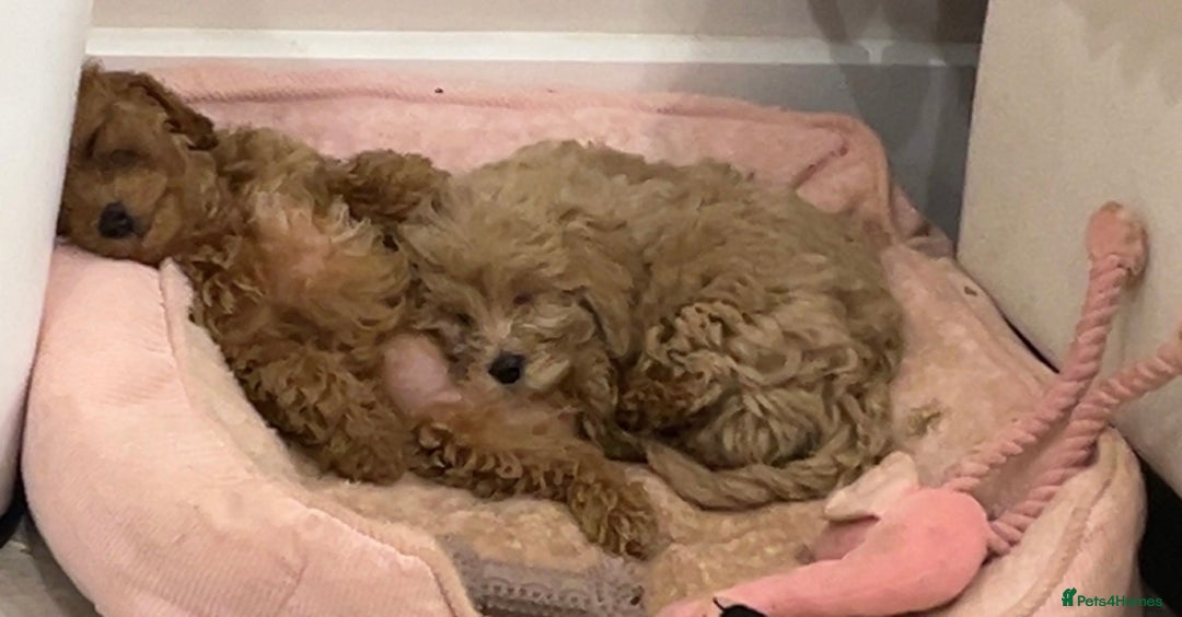 Cavapoo dogs for sale: The Cutest Little F1B Boy Puppy Is Still Left~  - Image 10