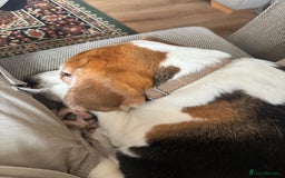 Beagle dogs for sale: Bernie Beagle  - Image 3