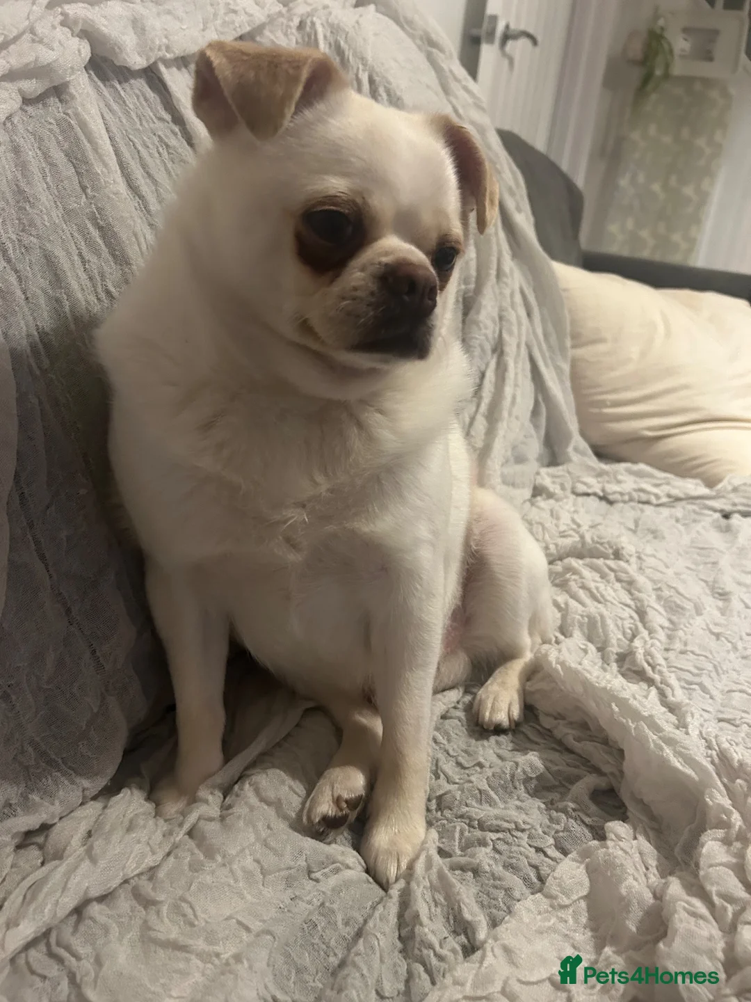 Chug dogs for sale: Rehoming in Kidderminster - Advert 2