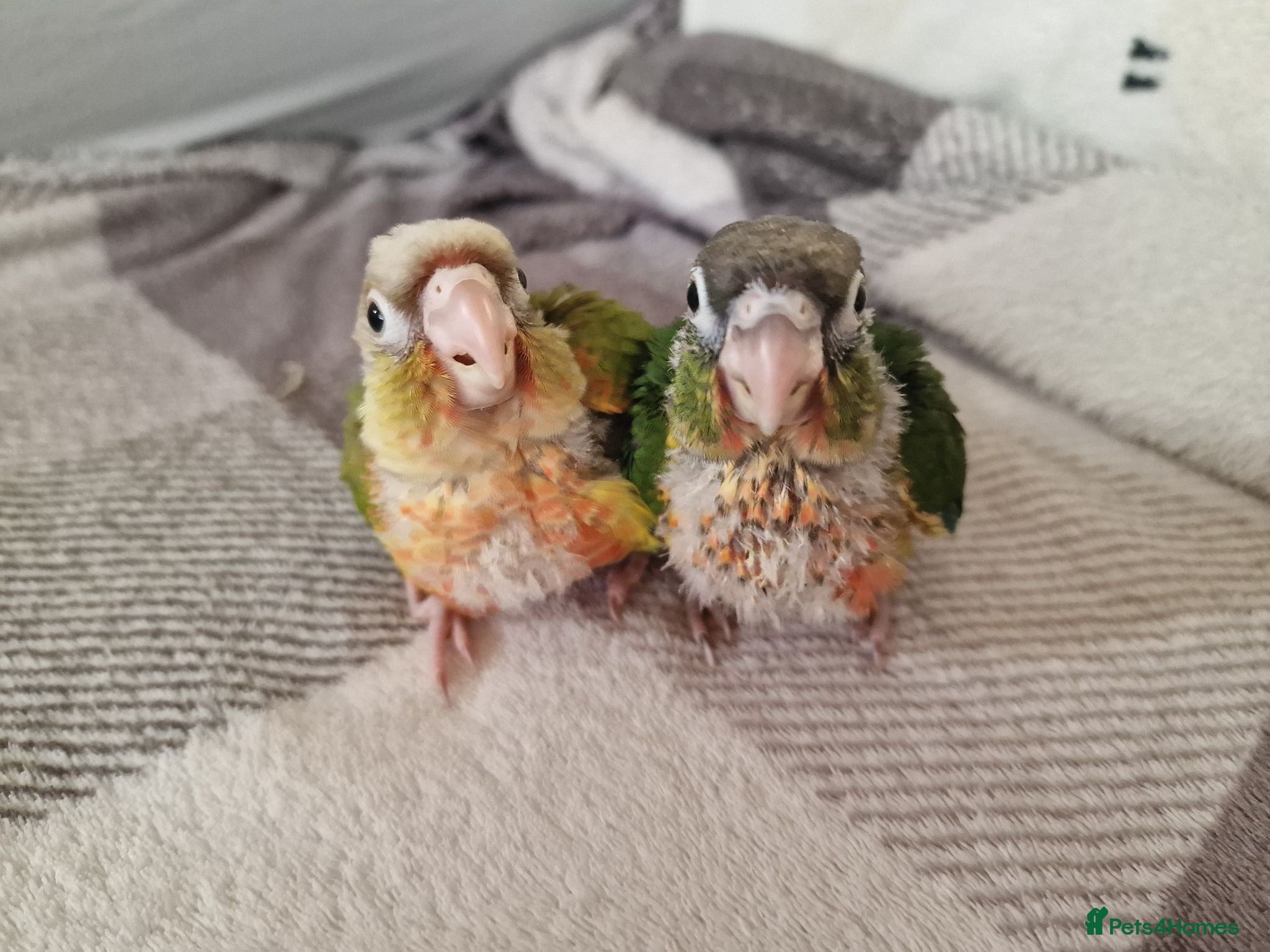 Conures birds for sale: Super adorable fully hand reared baby conures  - Advert 2