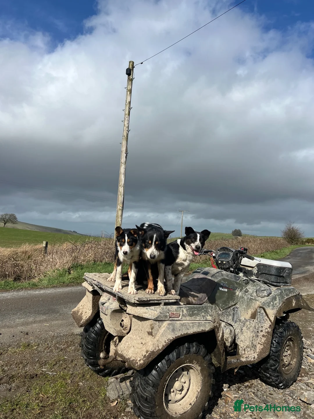 Border Collie dogs for sale: 9 Border Collie Puppies For Sale - Advert 2