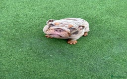 English Bulldog dogs for sale: £1500 REDUCED 2 boys & 1 girl available  in Dagenham - Image 34