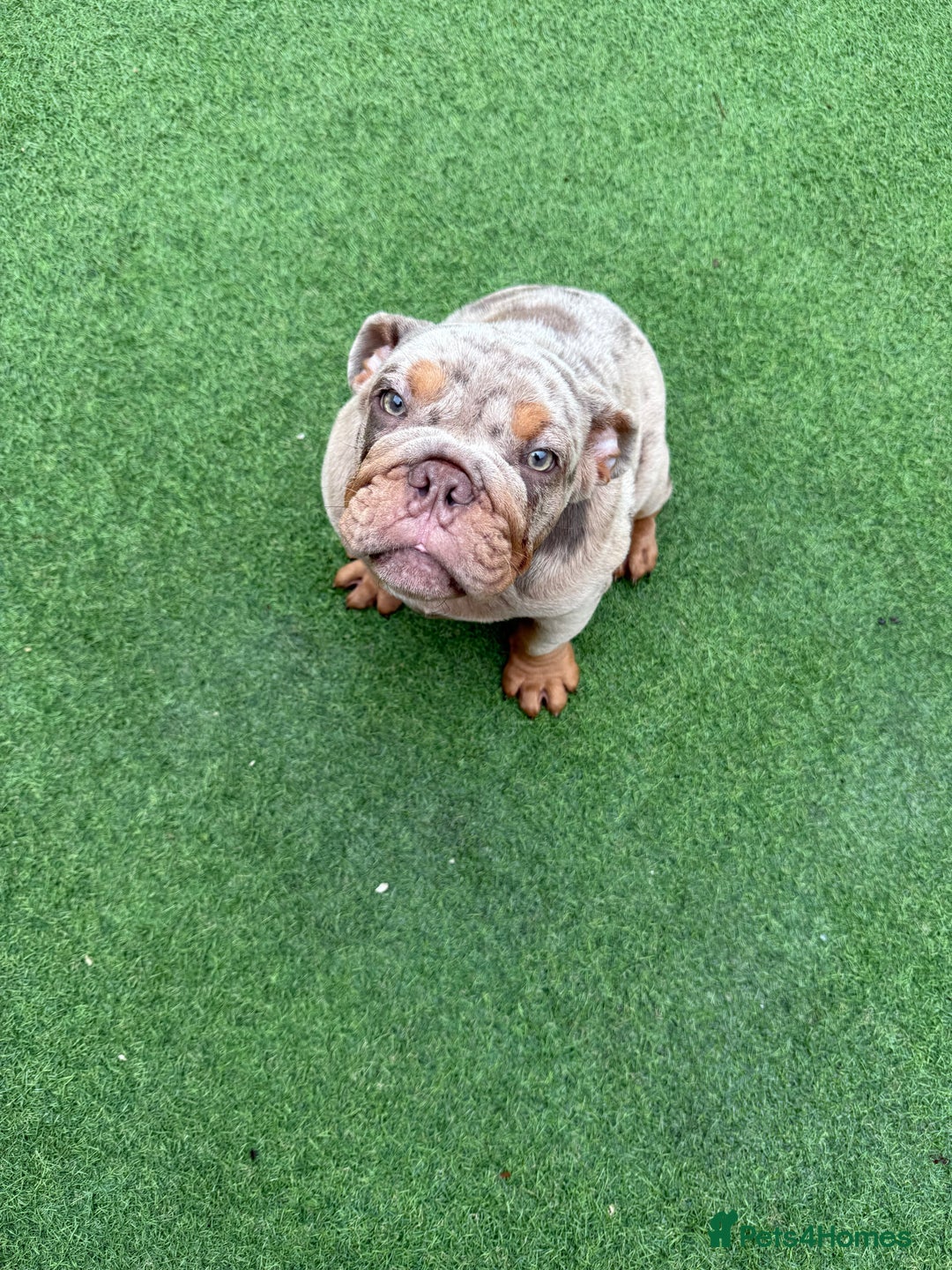 English Bulldog dogs for sale: £1500 REDUCED 2 boys & 1 girl available  in Dagenham - Image 34