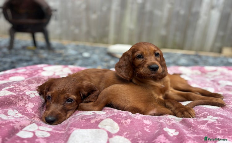 Irish Setter dogs - Advert 3