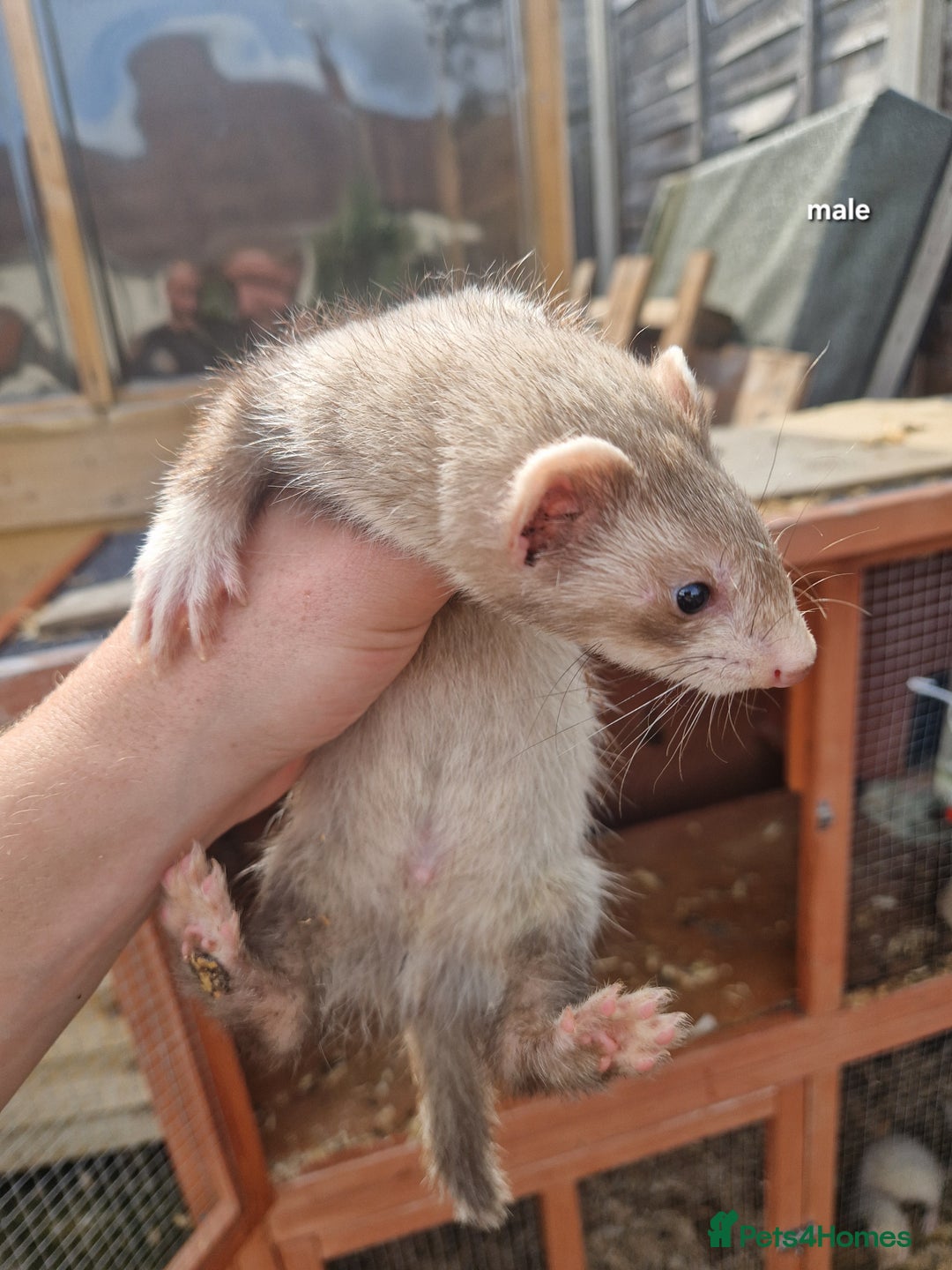 Ferret rodents for sale: Baby ferrets  - Image 4