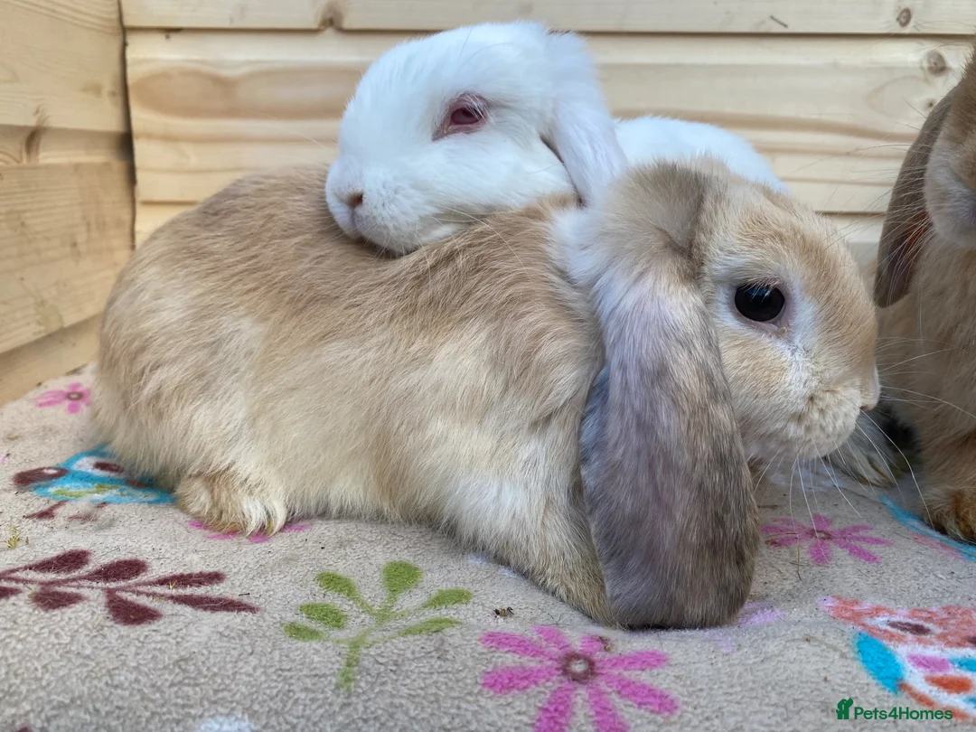 Mini Lop rabbits for sale: 6 mini lop rabbits 5 boys 1 girl - Advert 8