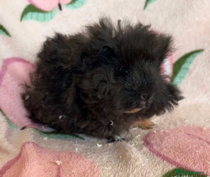 Guinea Pig rodents Lunkarya sow - Advert 11