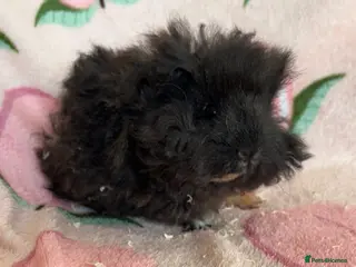 Guinea Pig rodents Lunkarya sow - Advert 11