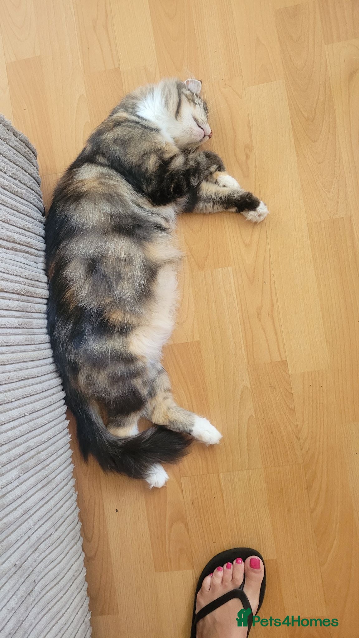 Mixed Breed cats Mancoon Mix Kittens (6) - Advert 1