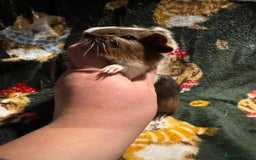 Guinea Pig rodents for sale: Baby Male Guinea pigs  - Image 4