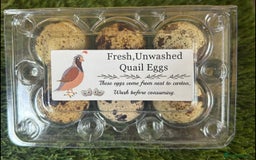Mixed Breed livestock for sale: Quail for sale - Image 2