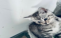 Scottish Fold cats for sale: Scottish fold kitties for sale  - Advert 5