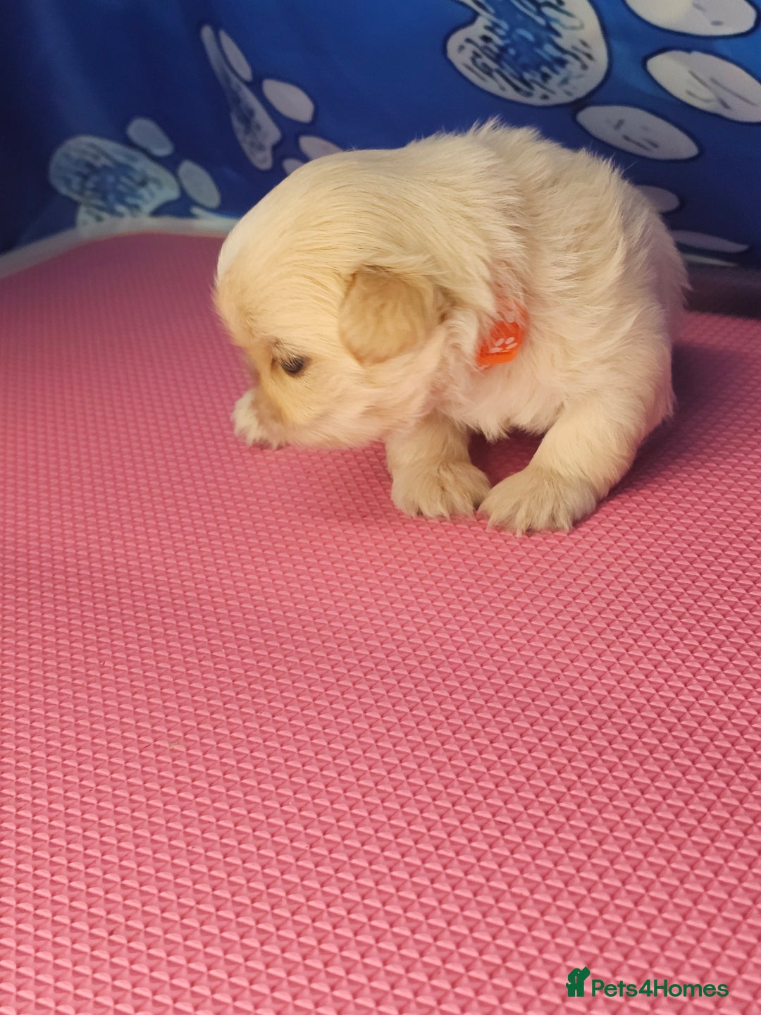 Shih Tzu dogs for sale: Pedigree smallest possible size Shih Tzu - Advert 10