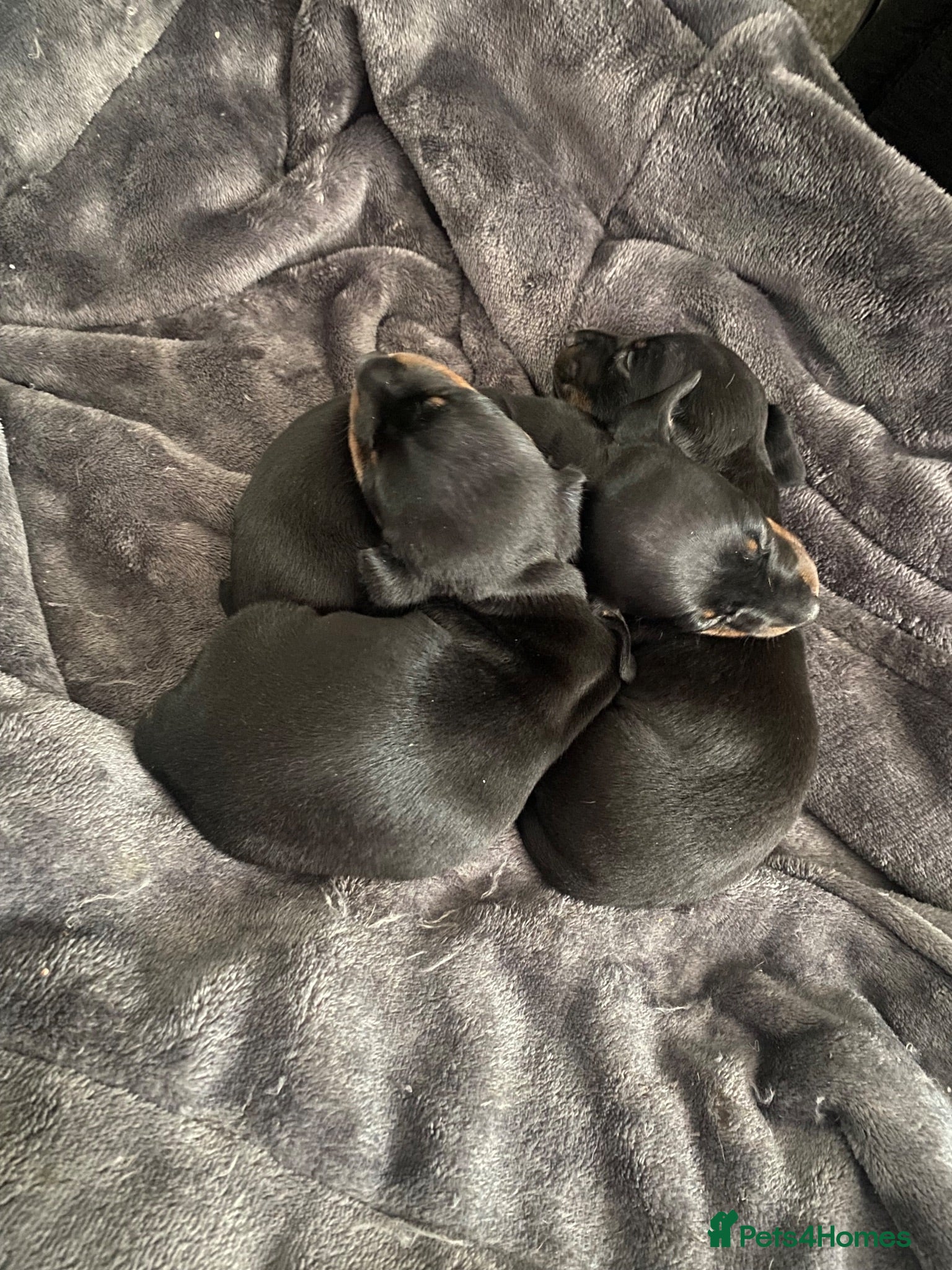 Dachshund dogs 3 dachshund puppies  - Advert 14