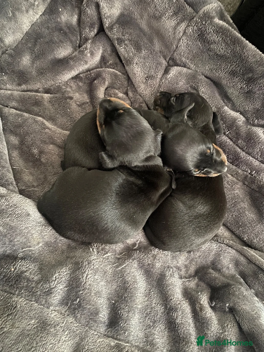 Dachshund dogs for sale: 3 dachshund puppies  - Advert 1