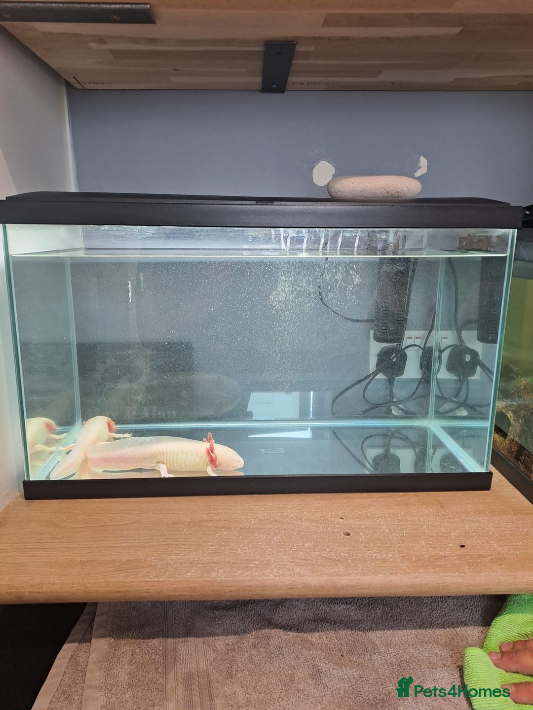 Axolotl reptiles for sale: Axolotl x2 - Image 11