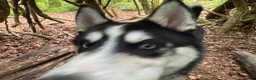 Siberian Husky dogs for sale: Blue  in Corby - Advert 4