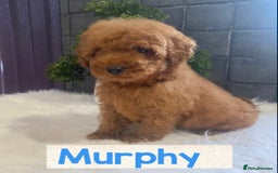 Miniature Poodle dogs for sale: Gorgeous Red Minature Poodles Puppies  - Image 23