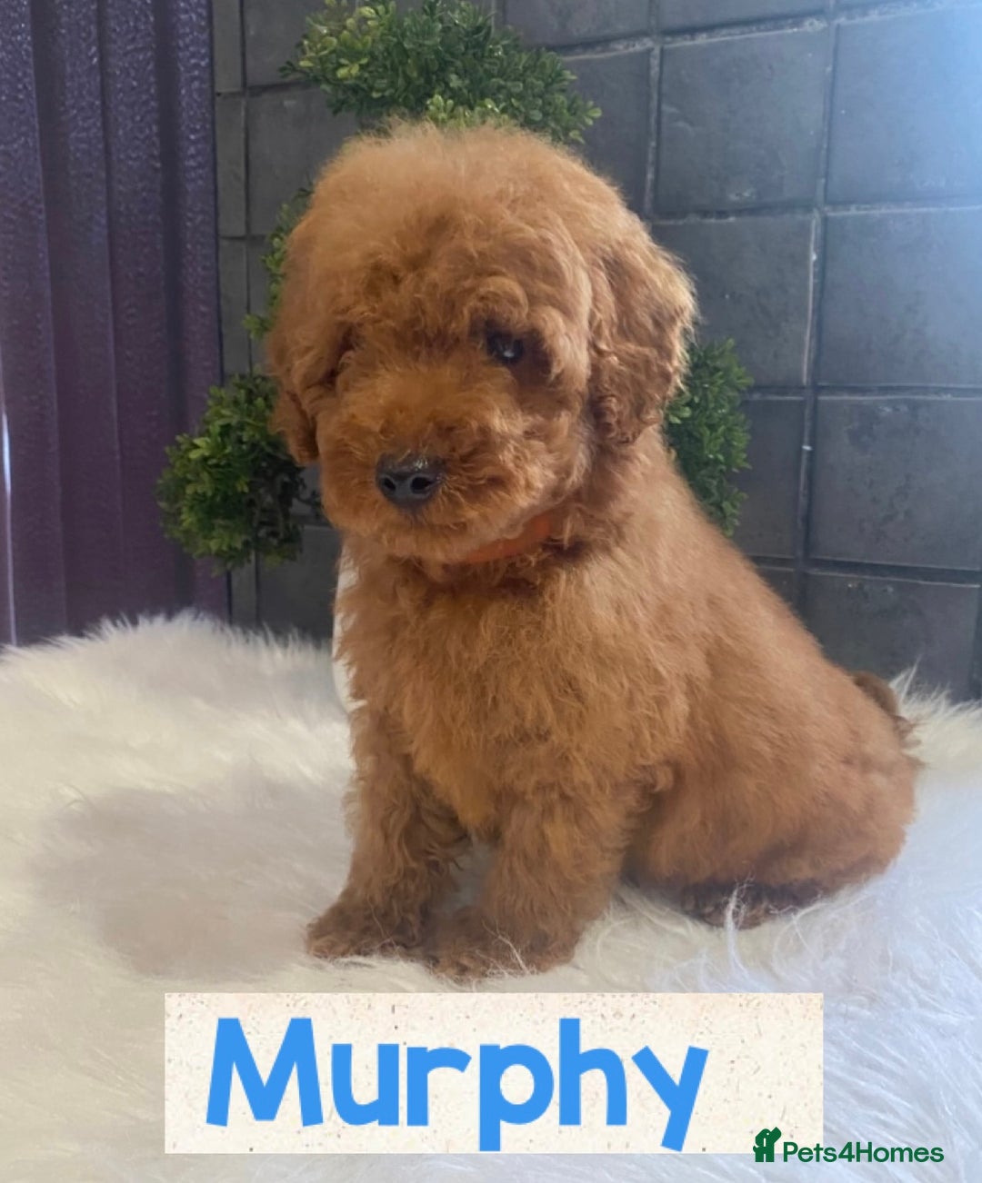 Miniature Poodle dogs for sale: Gorgeous Red Minature Poodles Puppies  - Image 23