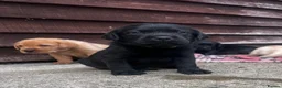 Labrador Retriever dogs for sale: Beautiful Black/yellow/Red Labrador Puppies - Advert 13