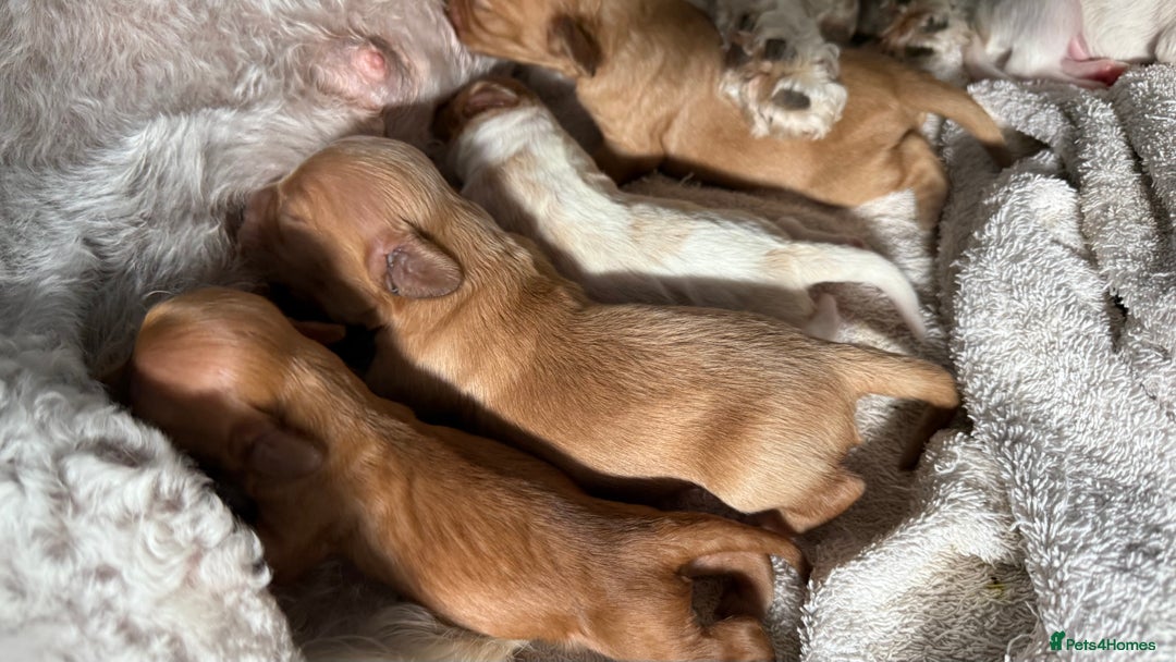Cavapoochon dogs for sale: ✨Ruby & Blenheim Cavapoochons ❤️🐾 - Image 17