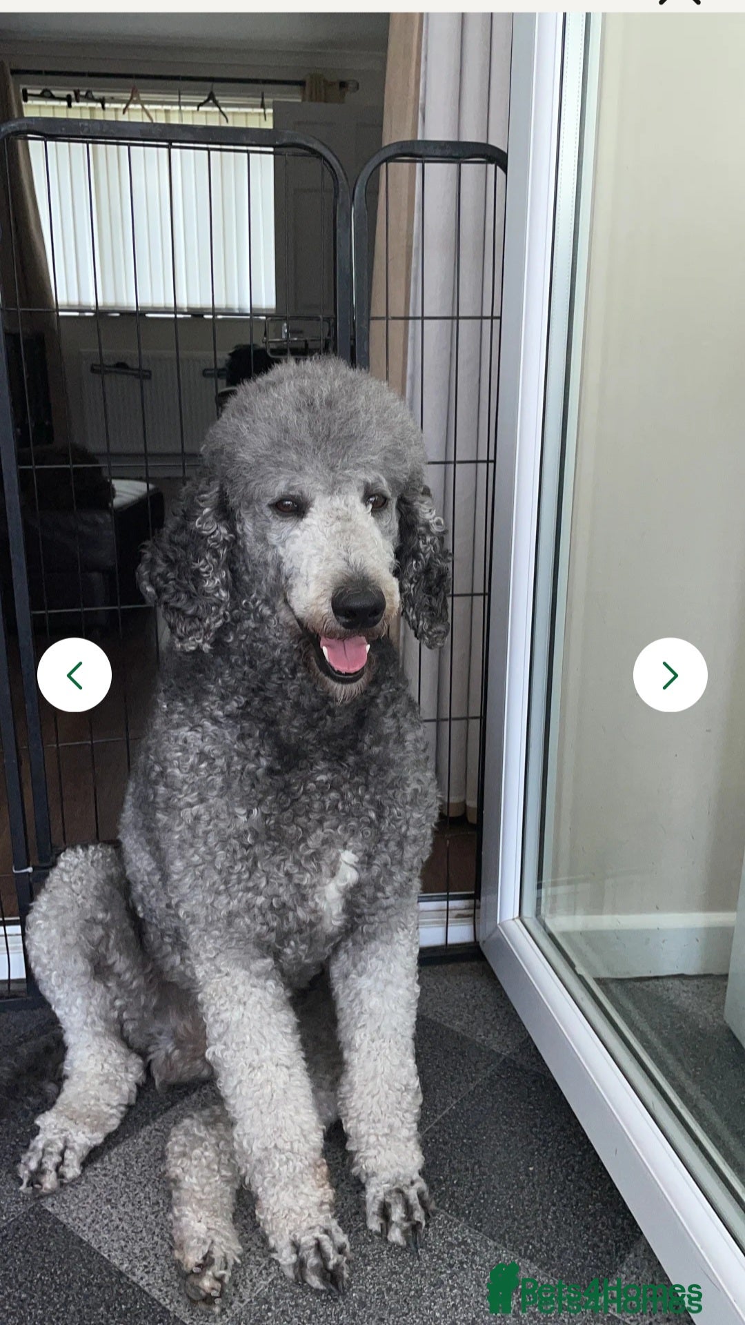 Labradoodle dogs for sale: F1 beautiful standard labradoodles - Image 26