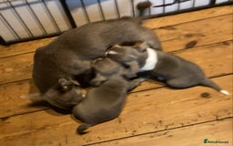 Chihuahua dogs for sale: Chihuahua girls from licensed breeder - Image 18