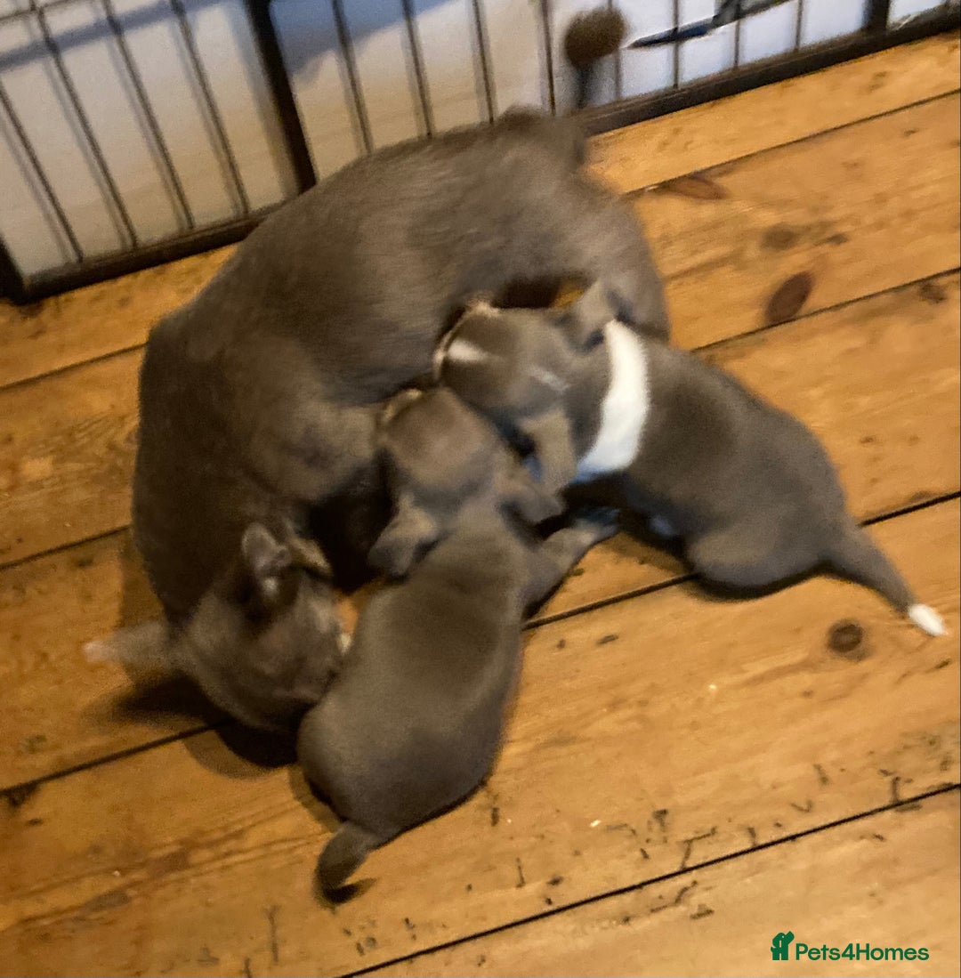 Chihuahua dogs for sale: Chihuahua girls from licensed breeder - Image 18