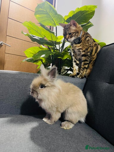 Gallery Image {{count}}