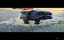 Mixed Breed dogs for sale: Gorgeous Border/Patterdale bitch - Image 2