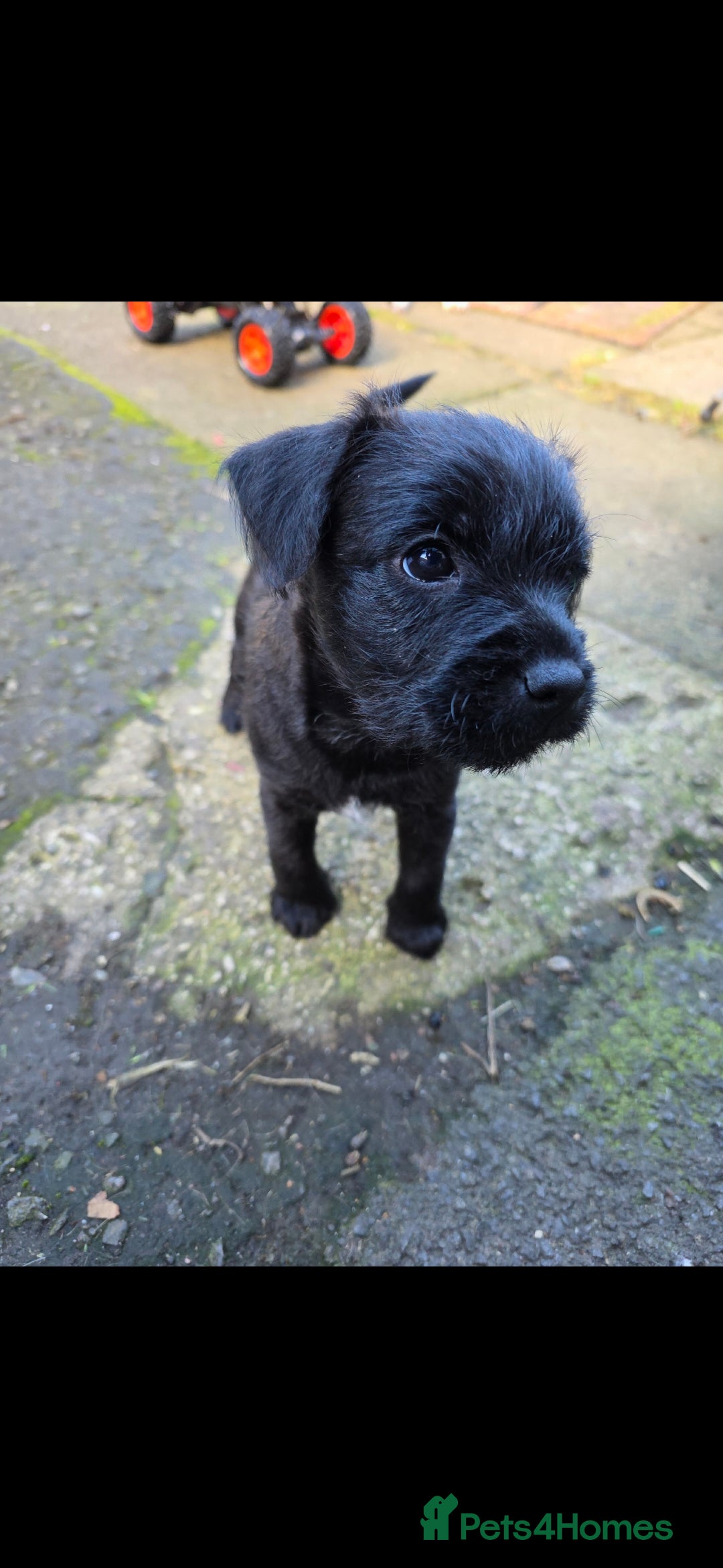 Mixed Breed dogs for sale: Gorgeous Border/Patterdale bitch - Image 2
