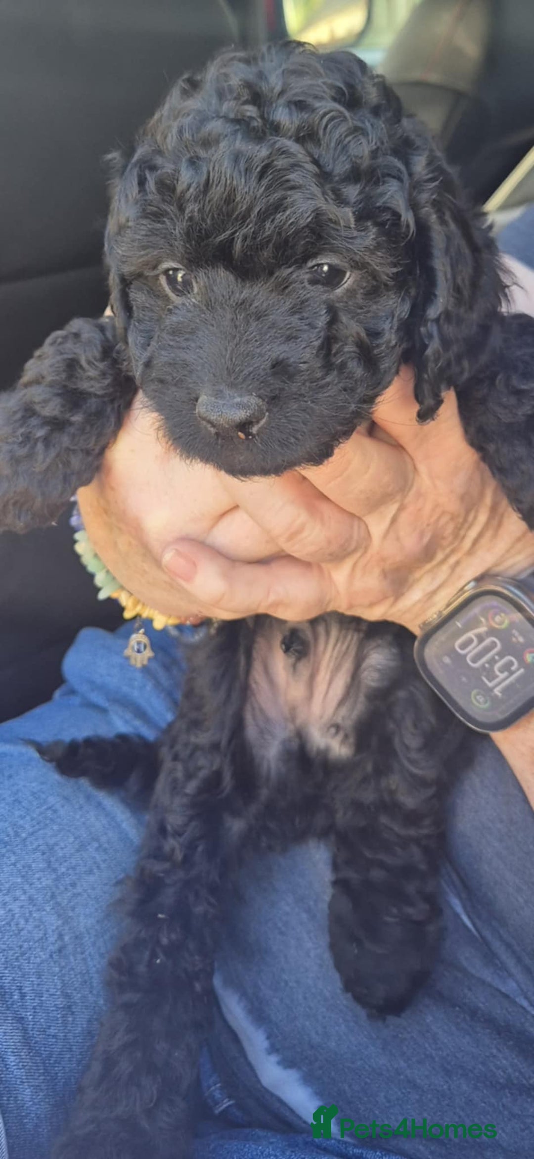 Cockapoo dogs for sale: F1 Cockapoo's - Image 29